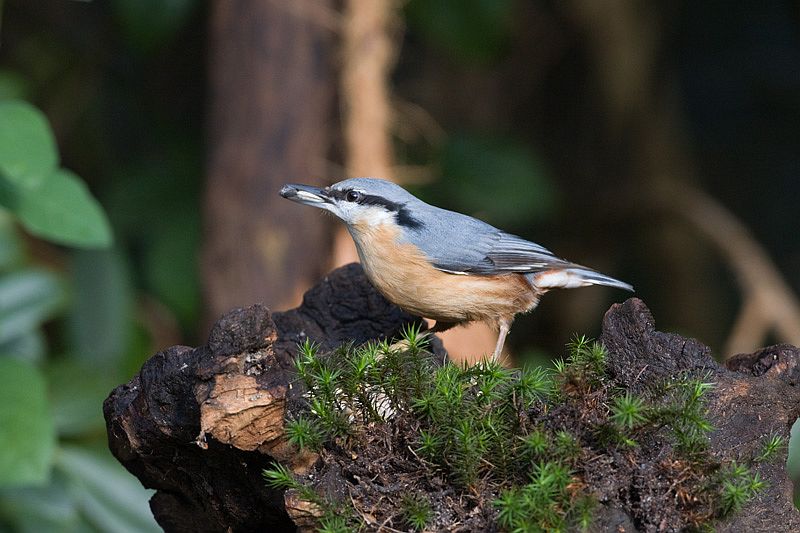 Sitta europaea European Nuthatch Boomklever